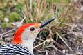 532: Woodpecker - Red-bellied M1