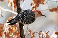 533: Woodpecker - Red-bellied M2 male