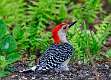536: Woodpecker - Red-bellied M5