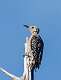 773: Woodpecker - Red-bellied M6 Juvenile