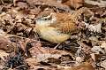 541: Wren - Carolina-1