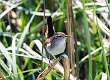 546: Wren - Marsh M1