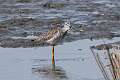 547: Yellowlegs - Greater M2
