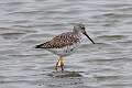 548: Yellowlegs - Greater M3