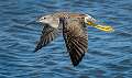 549: Yellowlegs - Greater-1