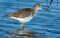 550: Yellowlegs - Greater-2