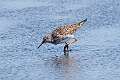 553: Yellowlegs - Lesser M3