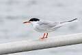 469: tern - Forstner's M2